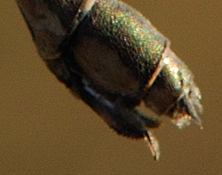 Chalcolestes viridis con brina